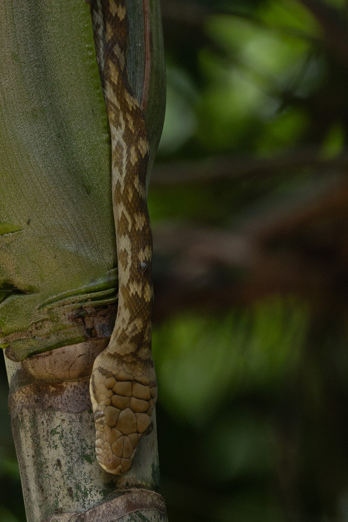 Python Australia Gaint Australian Scrub Python from Iron Range QLD 4892, Australia on January ...