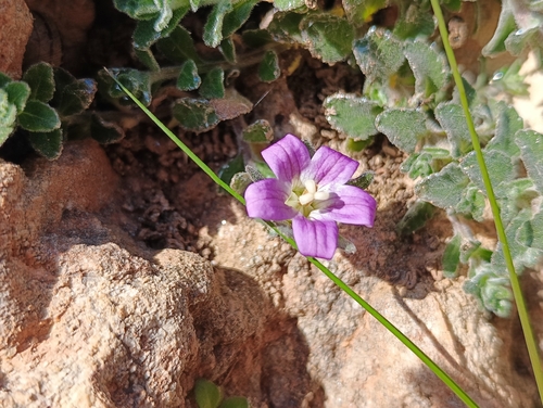 Campanula numidica (Campanula numidica)