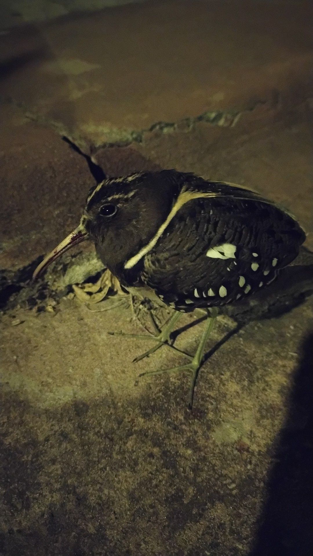 South American Painted-snipe (Nycticryphes semicollaris), photo 1