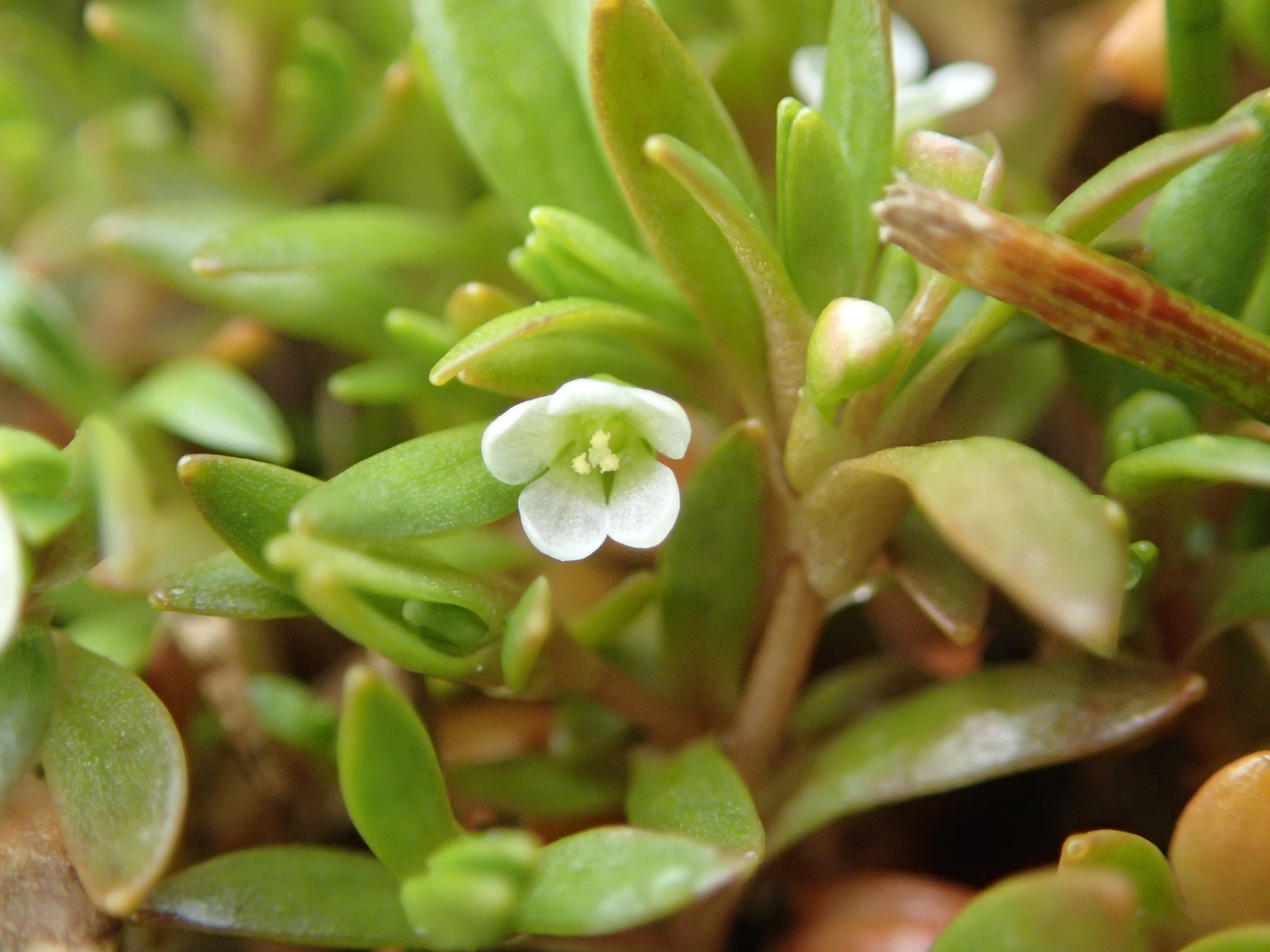 Montia fontana