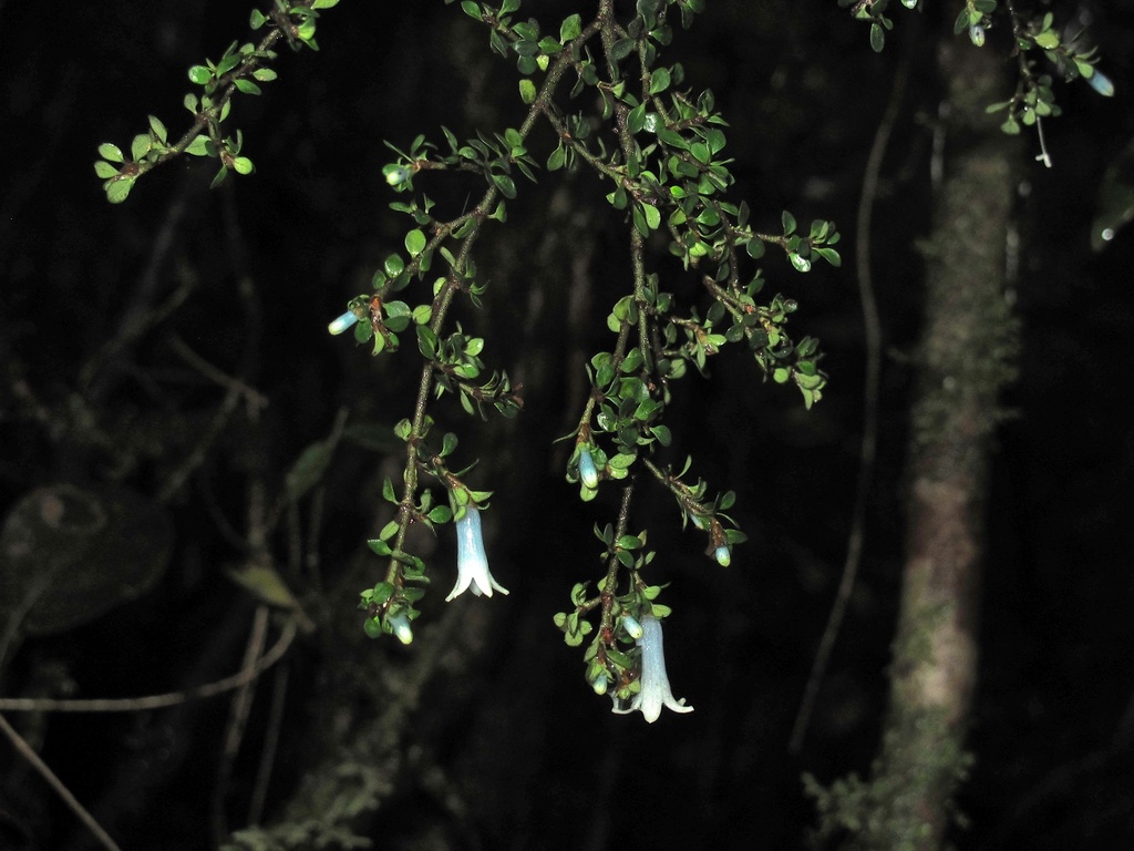 Dolianthus