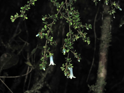 Amaracarpus observed 2011-12-05