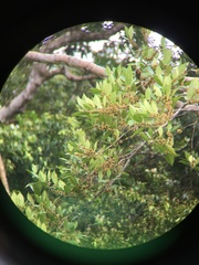 Cassipourea killipii