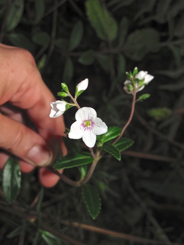 Veronica albiflora observed 2011-12-05