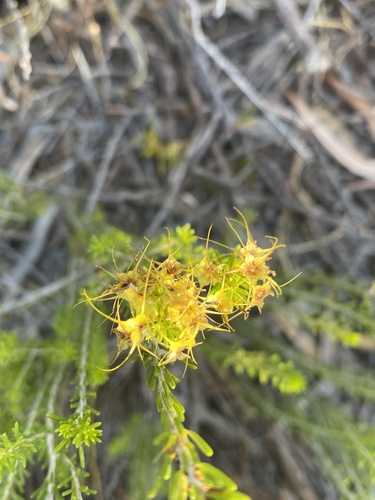 Calytrix flavescens observed 2026-02-27