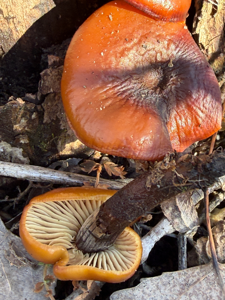 Flammulina velutipes · February 2026 · photo: © kefreecomo (iNaturalist, cc-by)