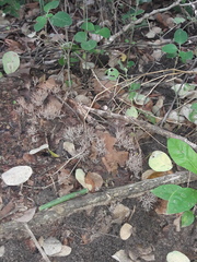 Tremellodendropsidaceae
