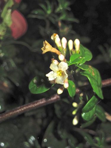 Jasminum domatiigerum observed 2011-12-05