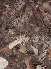 Tremellodendropsidaceae