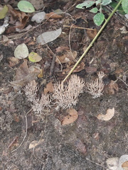 Tremellodendropsidaceae