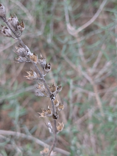 Cretan germander (Teucrium creticum)