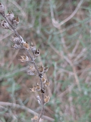 Teucrium creticum, photograph (c) Marios Thoma, some rights reserved (CC BY)