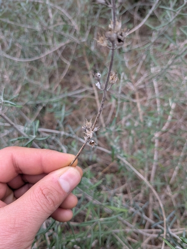 Teucrium creticum, photograph 6