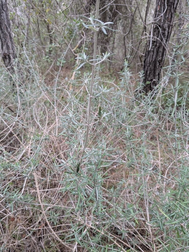 Teucrium creticum, photograph 4