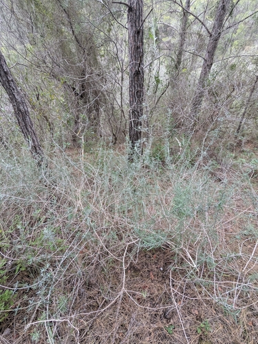 Teucrium creticum, photograph 5