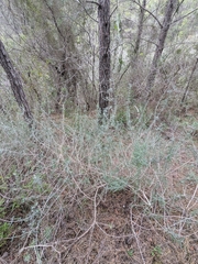 Teucrium creticum, photograph (c) Marios Thoma, some rights reserved (CC BY)