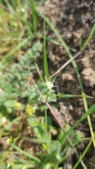 Stellaria nitens