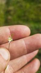 Stellaria nitens