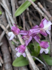 Syrian Orchid (Orchis syriaca)