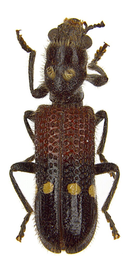 Diplocladus