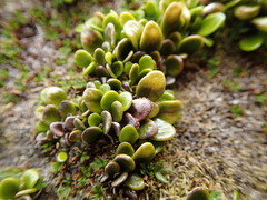 Notogrammitis crassior