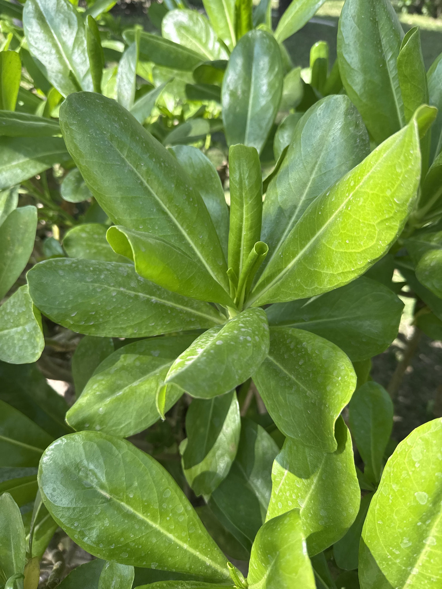 Scaevola taccada — ảnh 2