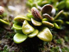 Notogrammitis crassior