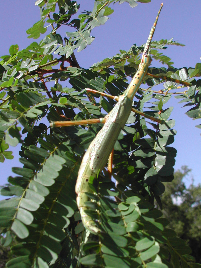 Red-winged Green Giant Stick Insect