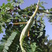 Red-winged Green Giant Stick Insect - Photo (c) Colin Trainor, some rights reserved (CC BY-NC), uploaded by Colin Trainor