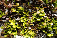 Notogrammitis crassior