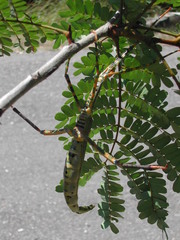 Eurycnema versirubra