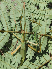 Eurycnema versirubra