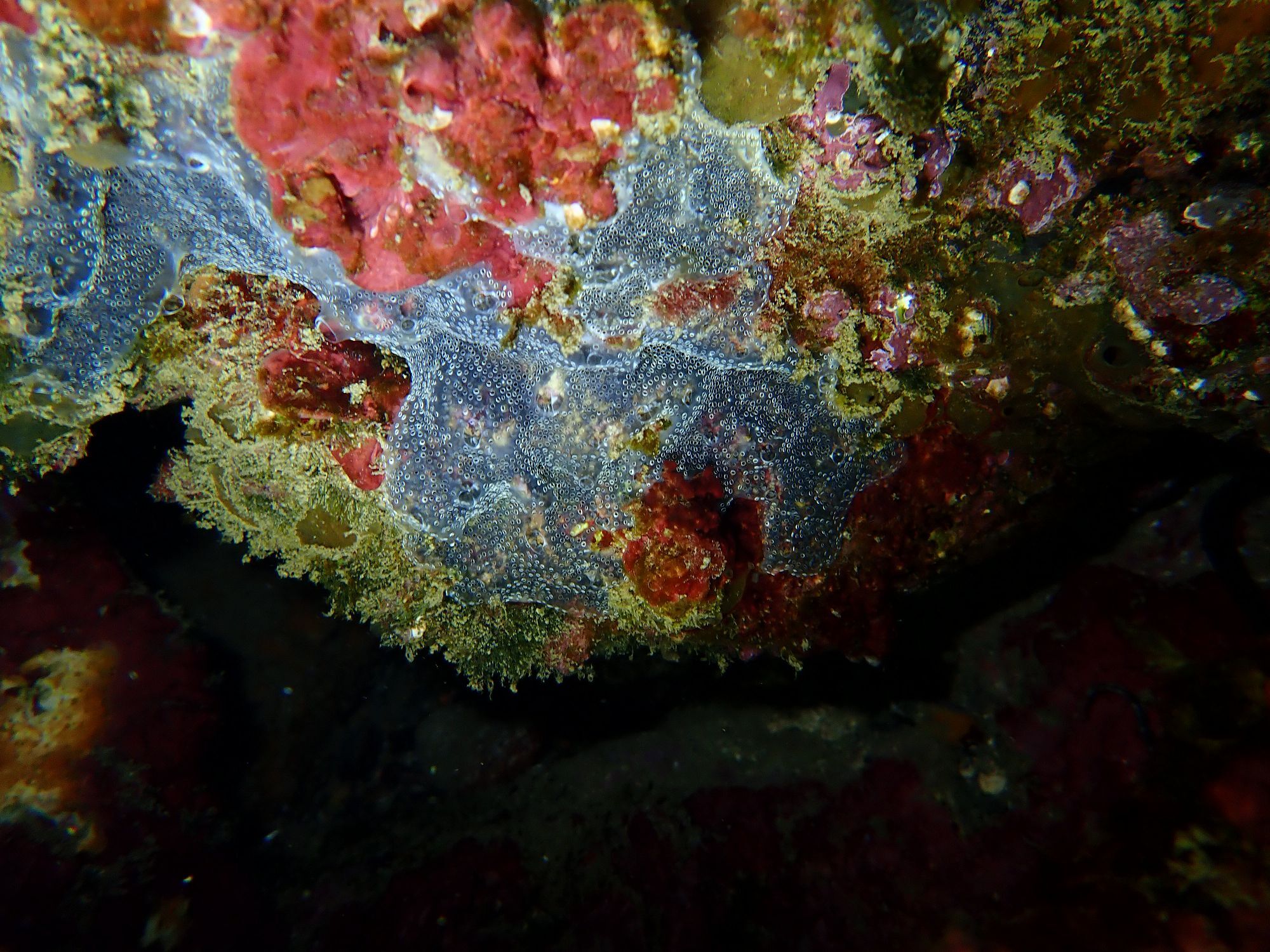Diplosoma spongiforme (Giard, 1872)
