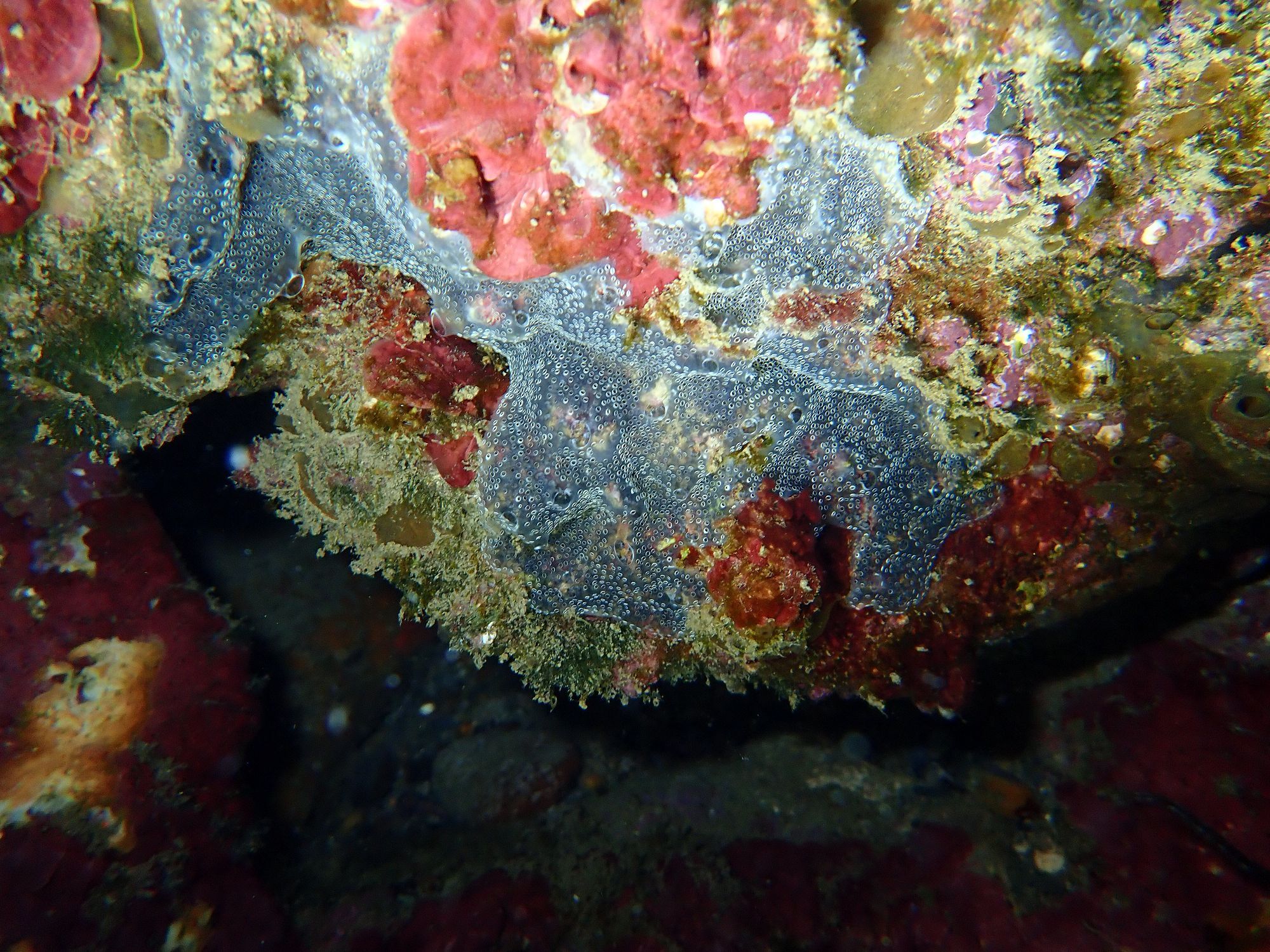 Diplosoma spongiforme (Giard, 1872)
