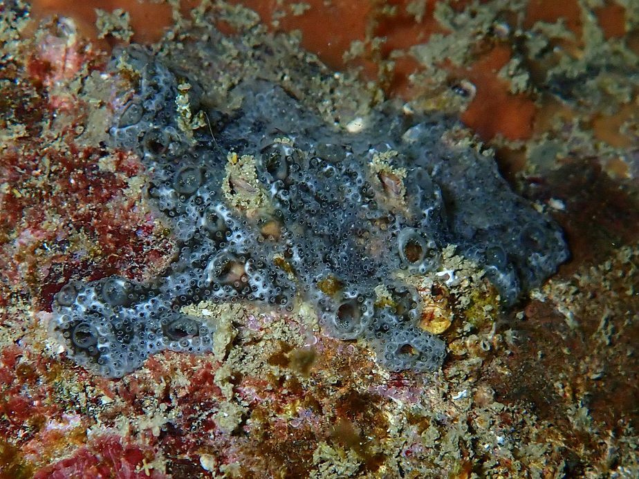Didemnum maculosum (Milne Edwards, 1841)
