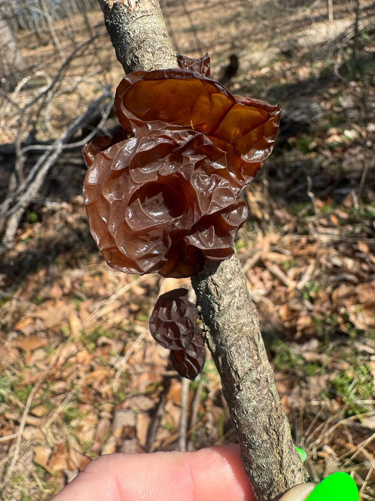 Exidia crenata · February 2026 · photo: © shelbylynsanders (iNaturalist, cc-by)