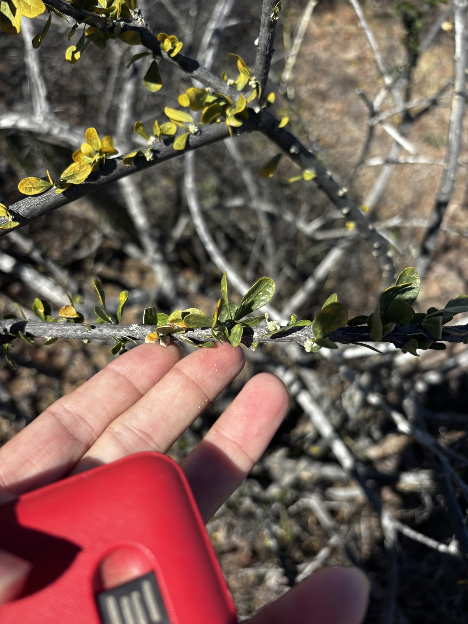 Brandegee's False-Ocotillo (Adelia brandegeei)