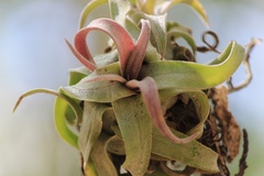 Tillandsia streptophylla