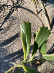 Senecio crassiflorus, photograph author not stated, no rights reserved