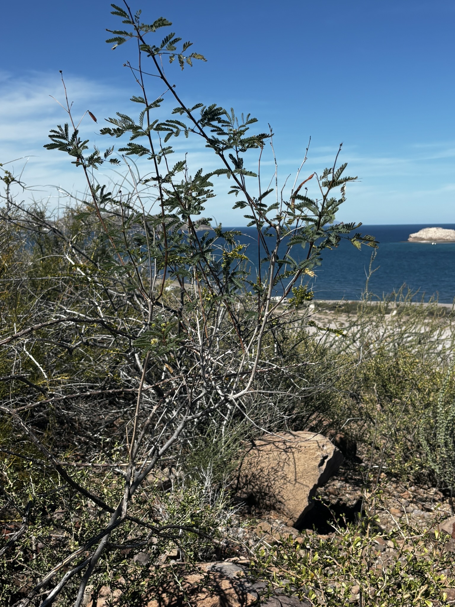 Desmanthus fruticosus