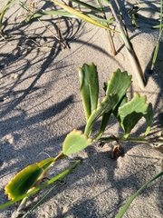 Senecio crassiflorus, photograph author not stated, no rights reserved