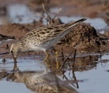 Pectoral Sandpiper (Calidris melanotos), photo 4