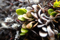 Notogrammitis crassior