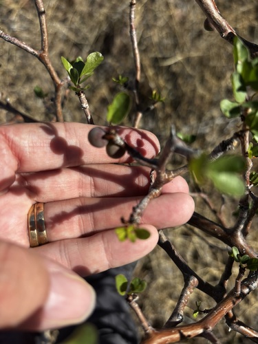 Mexican Frankincense (Bursera fagaroides)