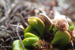 Notogrammitis crassior