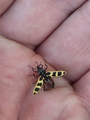 Astylus atromaculatus