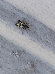 Astylus atromaculatus