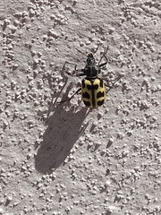 Astylus atromaculatus