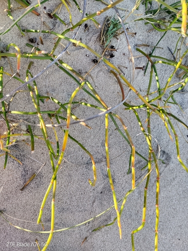 Ephedra tweedieana, photograph 6