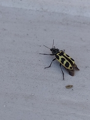 Astylus atromaculatus